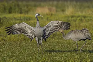 Eurasian or common crane (Grus grus) flapping wings
