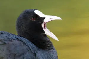 Eurasian Coot