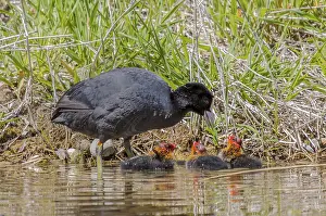 Eurasian Coot with chick Fulica atra'<br> Eurasian Coot with chick Fulica atra