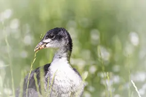 Eurasian Coot chicks (Fulica atra) standing in meadow surrounded by daisies