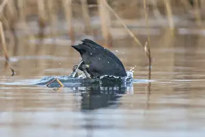 Eurasian Coot Coot, Fulica Atra