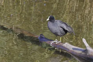 Eurasian Coot, coot rail, (Fulica atra)