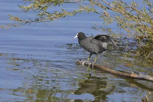 Eurasian Coot, coot rail, (Fulica atra)