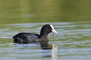 Eurasian Coot or coot rail (Fulica atra)