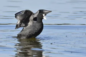 Eurasian Coot (Fulica atra)