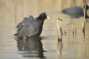 Eurasian Coot (Fulica atra)