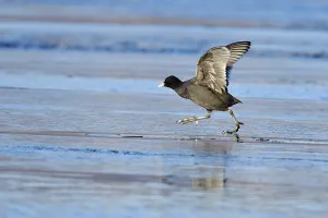 Eurasian Coot (Fulica atra)
