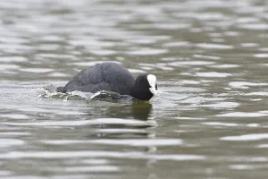 Eurasian Coot (Fulica atra)