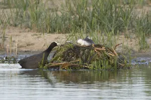 Eurasian coot (Fulica atra) adult parent bird and a juvenile baby bird on a nest on a lake