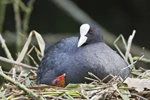 Eurasian Coot (Fulica atra) with a chick in a nest