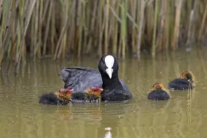 Eurasian coot (Fulica atra), common coot swimming with four chicks along reed bed in pond in spring