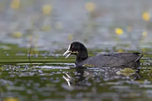 Framed Print : Eurasian Coot (Fulica atra) eating a water plant