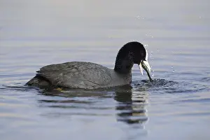 Eurasian Coot (Fulica atra) feeding