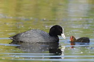 Eurasian Coot (Fulica atra) feeding chicks