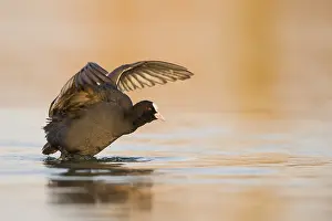 Eurasian Coot (Fulica atra) flapping
