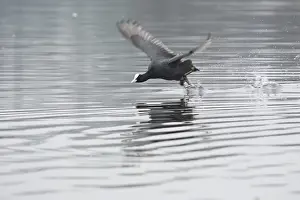 Eurasian Coot (Fulica atra) flying just above the water