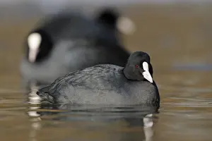 Eurasian Coot (Fulica atra) group