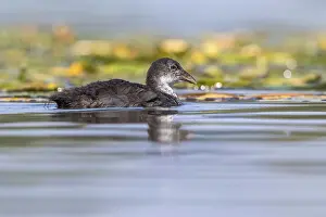 Eurasian Coot (Fulica atra) juvenile