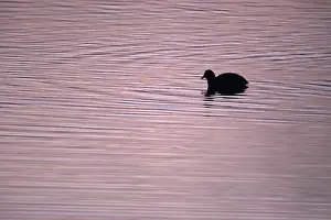 Eurasian Coot (Fulica atra) on a lake at sunset