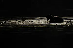 Eurasian Coot (Fulica atra) against the light