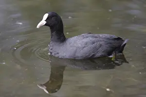 Eurasian Coot (Fulica atra) in the Moenchbruch
