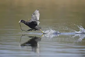 Eurasian Coot (Fulica atra) with nesting material walking over water