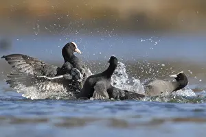 Eurasian Coot (Fulica atra), North Rhine-Westphalia