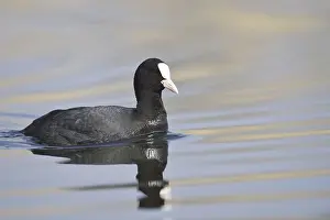 Eurasian Coot (Fulica atra), North Rhine-Westphalia