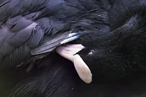 Eurasian Coot (Fulica atra) preening itself