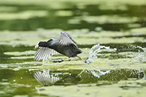 Eurasian coot (Fulica atra) running on a lake