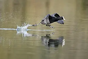 Eurasian Coot (Fulica atra). runs over the water surface and causes splashing water