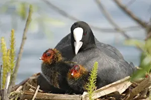 Eurasian Coot (Fulica atra) sitting with two chicks in a nest