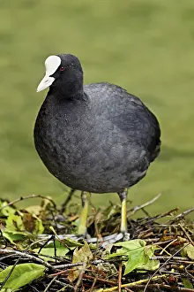 Eurasian Coot (Fulica atra), standing on nest