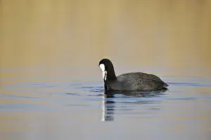 Eurasian Coot (Fulica atra) swimming