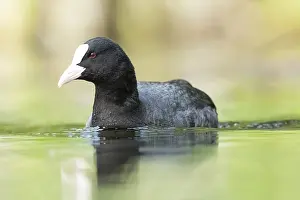 Eurasian coot (Fulica atra) swimming in a lake