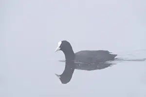 Eurasian Coot (Fulica atra) swimming in the morning mist