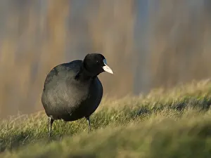Eurasian Coot (Fulica atra), Texel