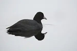Eurasian Coot (Fulica atra) on the water