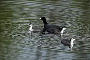 Eurasian Coot, Fulica atra, with three young birds