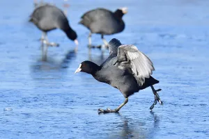 Eurasian Coot in landing approach (Fulica atra)