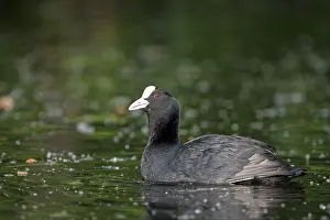 Eurasian Coot rail, coot (Fulica atra)