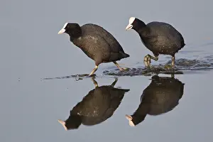 Two Eurasian Coots (Fulica atra) walking in the water
