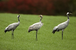 Eurasian cranes (Grus grus)
