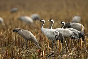 Eurasian cranes (Grus grus) on a stubblefield