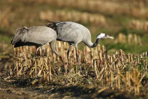 Eurasian cranes (Grus grus) on a stubblefield