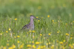 Category Wildlife DE Prints: Eurasian curlew, common curlew (Numenius Arquata)
