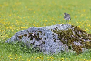 Category Wildlife DE Prints: Eurasian curlew, common curlew (Numenius Arquata)
