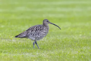 Category Wildlife DE Prints: Eurasian curlew, common curlew (Numenius arquata) foraging in grassland