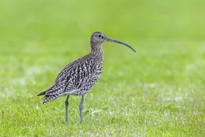 Eurasian curlew, common curlew (Numenius arquata) foraging in grassland