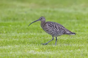 Eurasian curlew, common curlew (Numenius arquata) foraging in grassland
